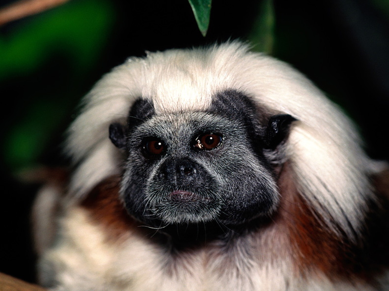 A Face Only Mom Could Love, Cotton-top Tamarin
